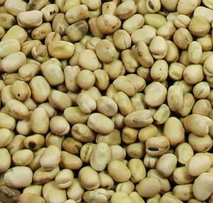 Fababeans